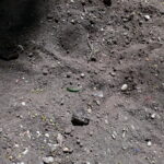 Spuren auf einem Weg aus Erde, Scherben